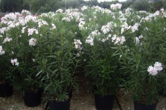 Nerium oleander 